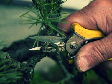 Dikenli kerpeten sanatsal bahçıvan kırpma bonsai ağacı. Kıvrık dal kesme