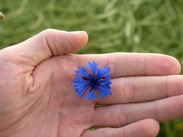 Hand houden blauwe Korenbloem in bloei. Groene rijp oliehoudende veld — Stockfoto