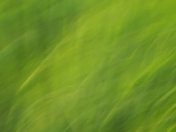 Defocused flowers and plants in barley field in moved background. — Stock Photo, Image