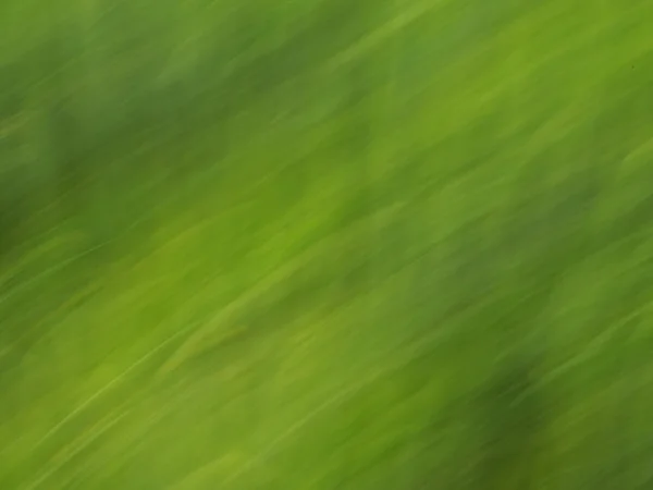 Flores e plantas desfocadas no campo de cevada em fundo movido . — Fotografia de Stock