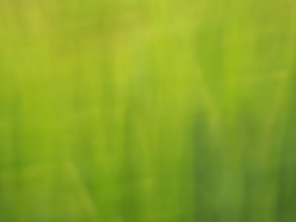 Flores e plantas desfocadas no campo de cevada em fundo movido . — Fotografia de Stock