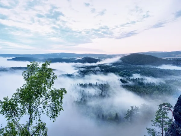 Marvelous daybreak. Peaks of hills are sticking out from fog — Stock Photo, Image