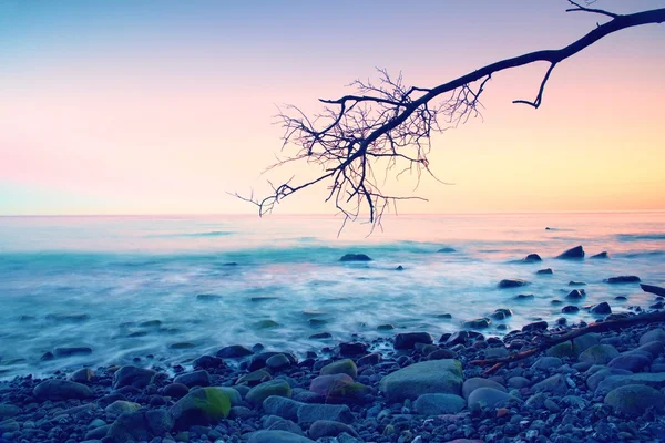 Romantische kleurrijke zonsondergang op golvende zee. Stenige strand met boom en roze sky in water spiegel — Stockfoto