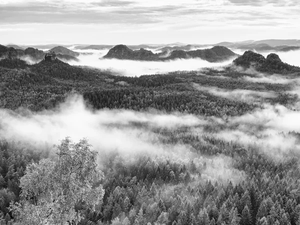 スモーキー山で大雨の後霧の朝 — ストック写真