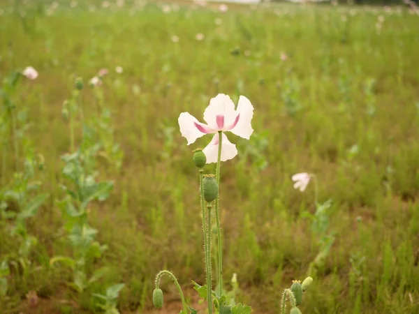 Bílý mák květ ve větru. Podána u zeleného máku hlavy — Stock fotografie