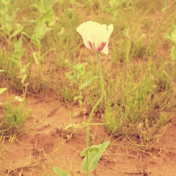 Flor de flor de papoula no vento. Campo com cabeças de papoila verde — Fotografia de Stock