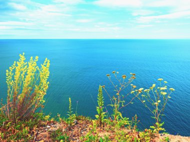 Deniz seviyesinden görünümü noktasında çimen saman. Çiçek sapları