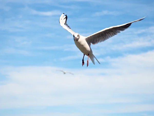 푸른 하늘에 바다 갈매기입니다. 야생 갈매기 새는 난다. 푸른 하늘 — 스톡 사진