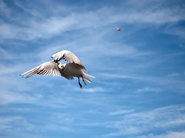 Морская чайка в голубом небе. Птица-чайка летит. Голубое небо — стоковое фото