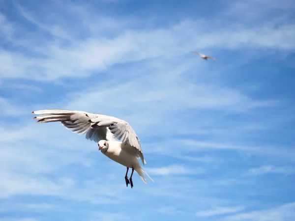 Морская чайка в голубом небе. Птица-чайка летит. Голубое небо — стоковое фото