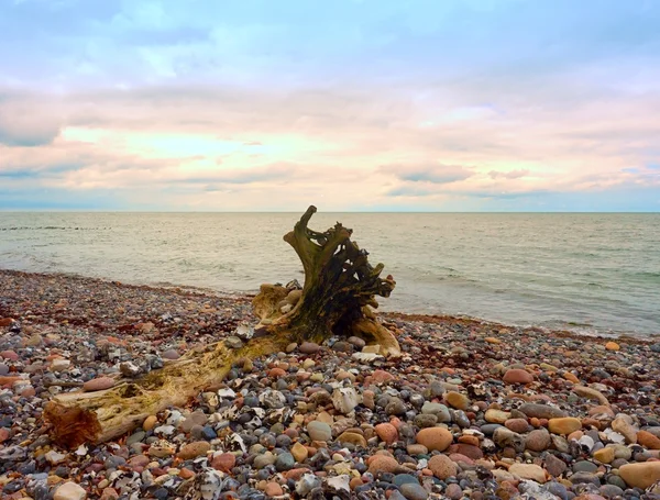 Cielo azul sobre el nivel del mar. Árbol caído en costa pedregosa —  Fotos de Stock