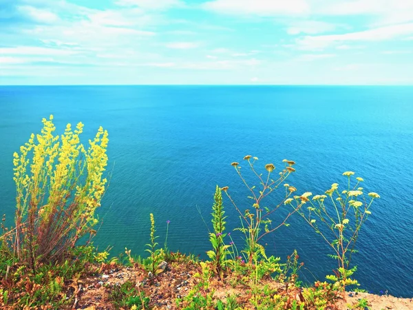 Paja de hierba en el punto de vista sobre el nivel del mar. Tallos en flor —  Fotos de Stock