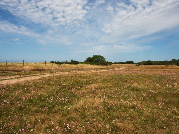 Rural scottish meadows at coastline. — Stock Photo, Image