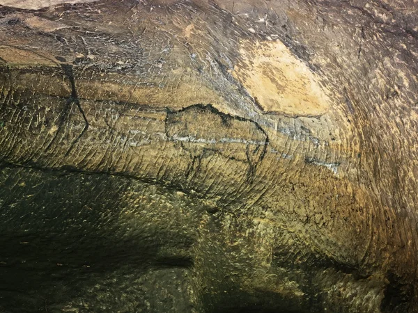 Caza de búfalos. Pintura de la caza humana en la pared de arenisca, cuadro prehistórico . — Foto de Stock