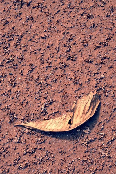 Folha de castanha seca em barro vermelho. Superfície de tijolos triturados vermelho claro seco — Fotografia de Stock