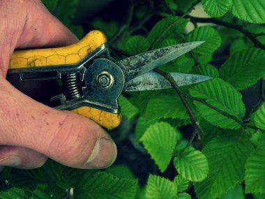 El ile dikenli kerpeten kırpma bonsai kayın ağacı.