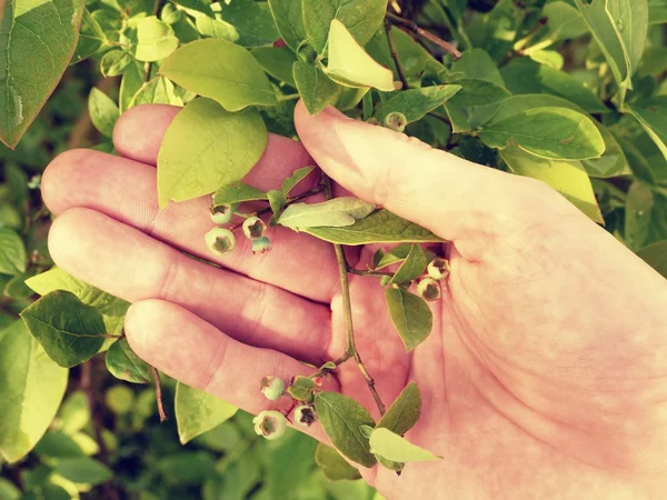 Green garden blueberries on vine in palm. Nong fingers hand. — Stock Photo, Image