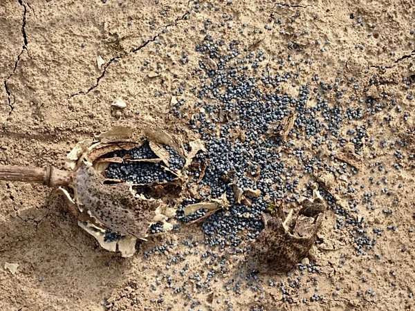 Παλιά σπασμένα κεφάλια παπαρούνας ξηρό σε στεγνό έδαφος του πηλού ραγισμένα. — Φωτογραφία Αρχείου