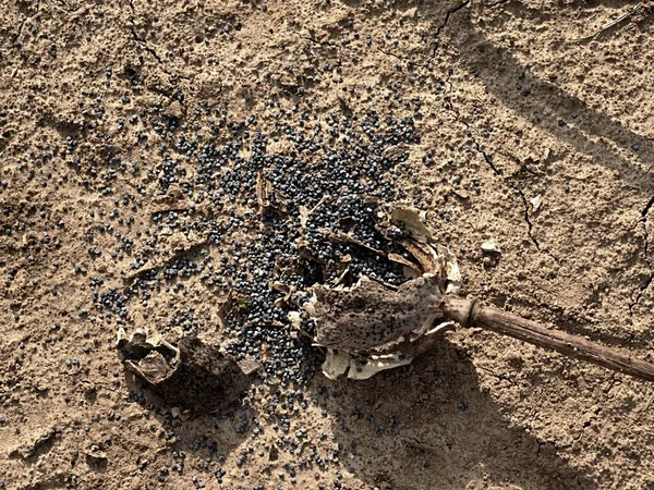 Velhas cabeças de papoila quebradas secas no chão seco de argila rachada . — Fotografia de Stock