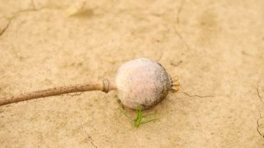 Büyük beyaz lastik çizme eski kuru haşhaş kafaları kırık kil kuru zeminde eziyor. Kahverengi haşhaş başkanları ile noble markalarıdır. Çiftçi önyükleme düşmüş haşhaş basamakta yapar.