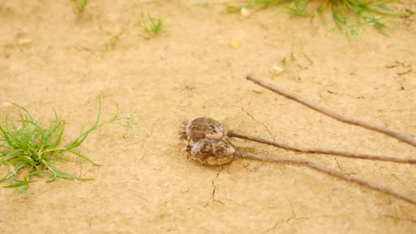 Gran bota de goma blanca está aplastando viejas cabezas de amapola seca en el suelo seco de arcilla agrietada. Cabezas de amapola marrón con marcas de nobles. Bota de granjero da paso a la amapola caída . — Vídeos de Stock