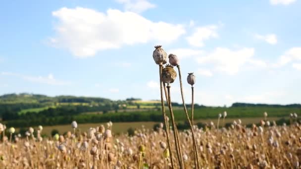 Lange droge stengel van maanzaad. Avond gebied van poppy heads wachten oogsten. 'S middags Descriptie bij winderig weer, droge poppy hoofden zijn schudden. — Stockvideo