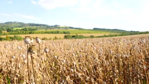 Longo talo seco de semente de papoila. Campo noturno de cabeças de papoila à espera da colheita. Campo de papoula à tarde em tempo ventoso, cabeças de papoula seca estão tremendo . — Vídeo de Stock