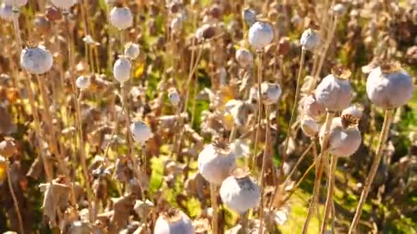 Long dry stalk of poppy seed. Evening field of poppy heads waiting for harvesting. Afternoon poppy field in windy weather, dry poppy heads are shaking. — Stock Video