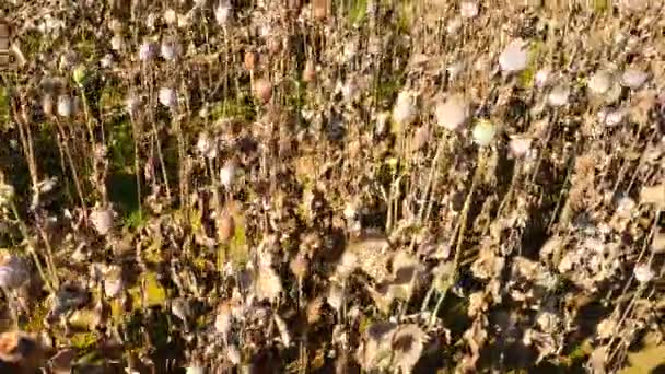 Tallo largo y seco de semillas de amapola. Campo nocturno de cabezas de amapola esperando la cosecha. Campo de amapola de la tarde en tiempo ventoso, cabezas de amapola seca están temblando . — Vídeos de Stock