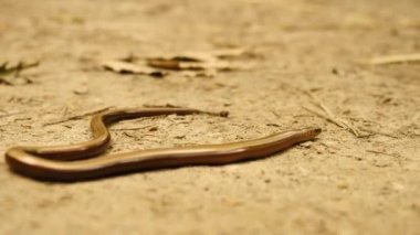 Slowworm (Anguis fragilis veya blindworm) tozlu yere yavaş yavaş hareket ediyor