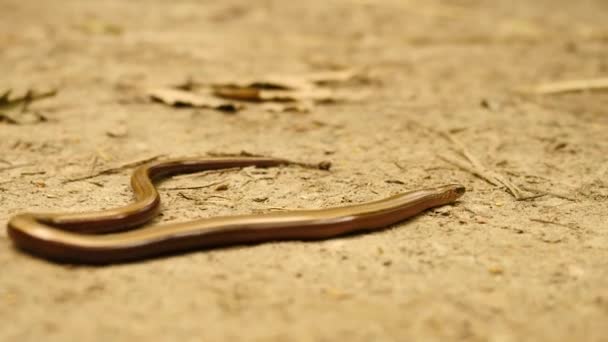 Slowworm (Anguis fragilis veya blindworm) tozlu yere yavaş yavaş hareket ediyor — Stok video