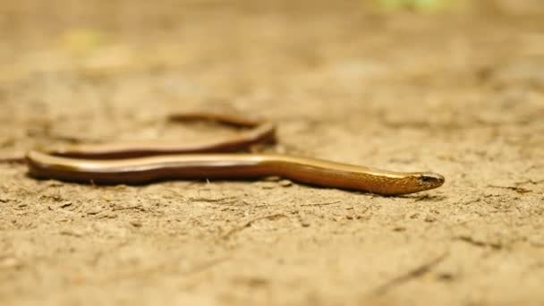 Медленный червь (Anguis fragilis или слепой червь) медленно движется по пыльной земле — стоковое видео