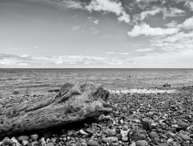Deniz seviyesinin üstündeki mavi gökyüzü. Taşlı kıyı şeridinde devrilmiş bir ağaç