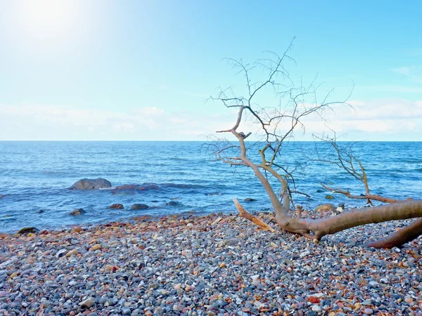Cielo azul sobre el nivel del mar. Árbol caído en costa pedregosa — Foto de Stock