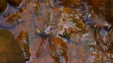 Akış su kırmızı ferrik çökeller tam. Cascade'lerde stream, yosunlu kayalar ve korkunç koku kırmızı çamur. Kabarcık gaz, fern ve ot sapı. Müstehcen imha çevre ve doğa