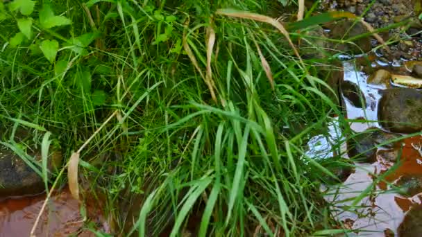 Stream water vol met rode ijzer(III) sedimenten. Cascades in stream, mossy keien en verschrikkelijke geur rode modder. Bellen van gas, stengel van varens en gras. Obsceen vernietiging van het milieu en de natuur — Stockvideo