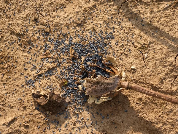 Velhas cabeças de papoila quebradas secas no chão seco de argila rachada . — Fotografia de Stock