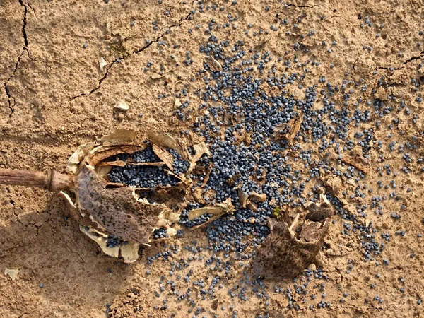 Old dry broken poppy heads on dry ground of cracked clay.