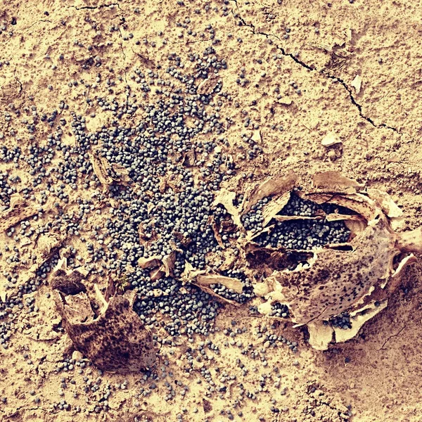 Vieilles têtes de pavot sèches cassées sur sol sec d'argile fissurée . — Photo