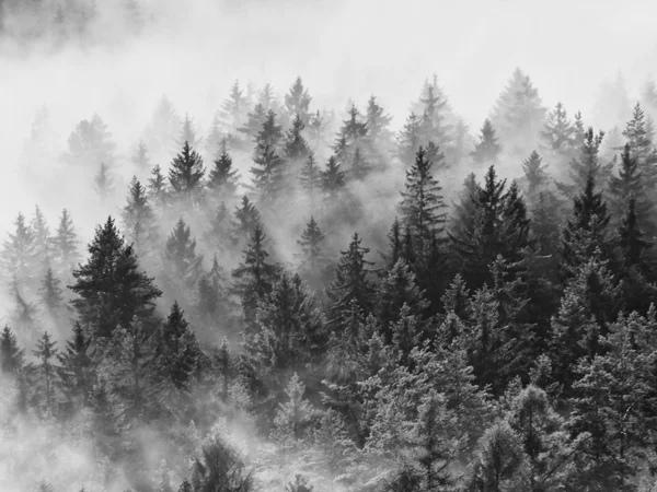 Pozbawiony barwnej mgły. Letni Las po ciężkiej deszczowej nocy. Treetops wzrosła z mgły i odpędzania inwersji. Żywy zielony efekt. — Zdjęcie stockowe