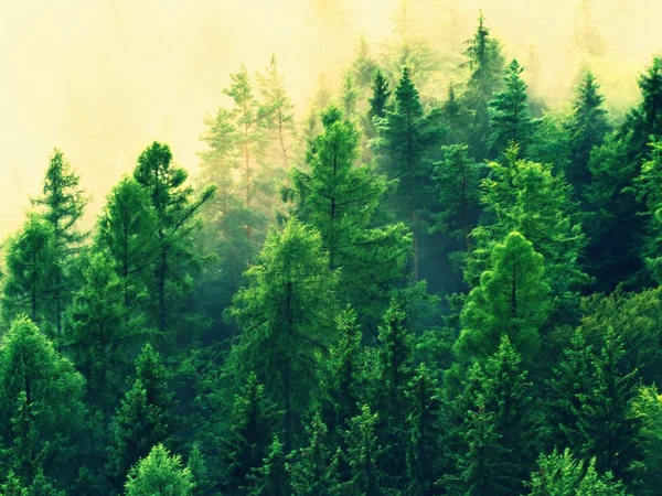 Раздетый разноцветный туман. Летний лес после дождливой ночи. Верхушки деревьев увеличились из-за тумана и инверсии стриптиза. Яркий зелёный эффект . — стоковое фото