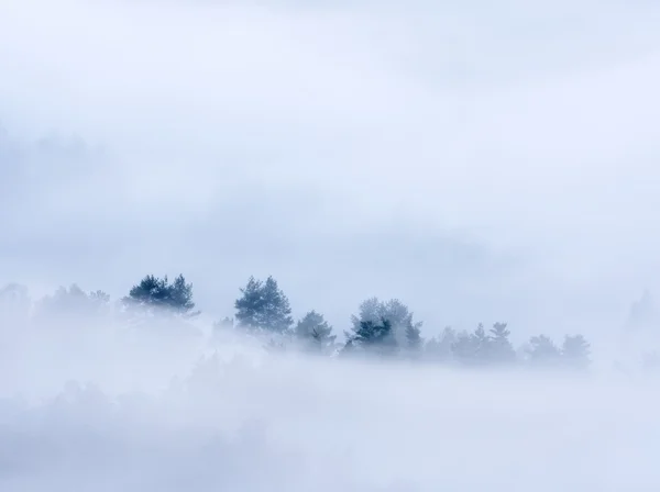 Niebla pesada en el paisaje. Magnífica niebla cremosa de otoño —  Fotos de Stock