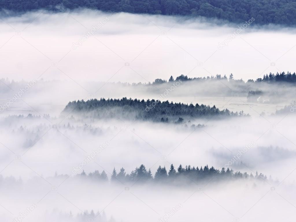 Heavy mist in landscape. Magnificent  autumn creamy fog
