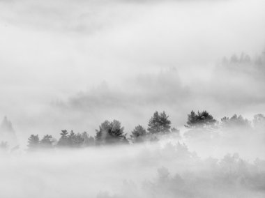 Ağır Sis yatay olarak. Muhteşem sonbahar kremsi sis