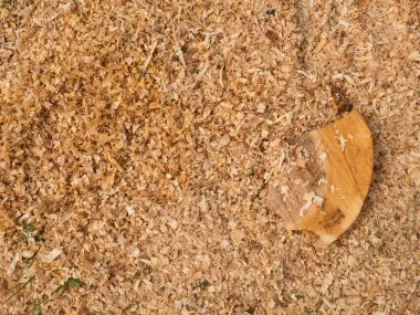 Zeminde kuru kahverengi kabuğu parçaları ile kuru kızılağaç ahşap talaş.