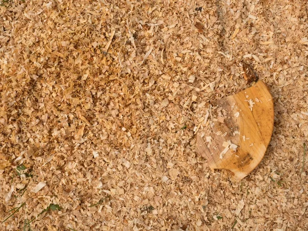 Sawdust of dry alder wood with pieces of dry brown bark on ground. — Stock Photo, Image