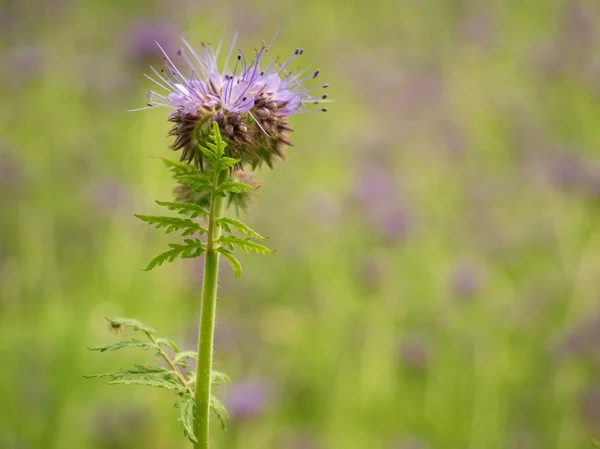 Detalhe de Tansy roxo fresco no campo no fundo. Flor roxa azul verde — Fotografia de Stock