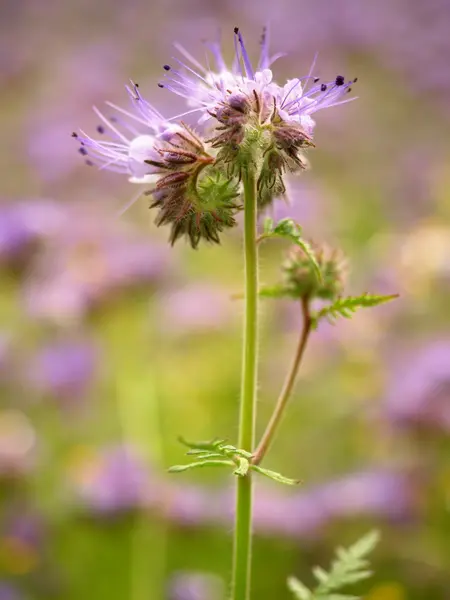 Detail van verse paarse Boerenwormkruid in veld op achtergrond. Groen blauw paarse bloem — Stockfoto