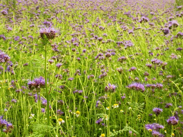 Détail de la tanaisie pourpre fraîche dans le champ en arrière-plan. Fleur pourpre bleue verte — Photo