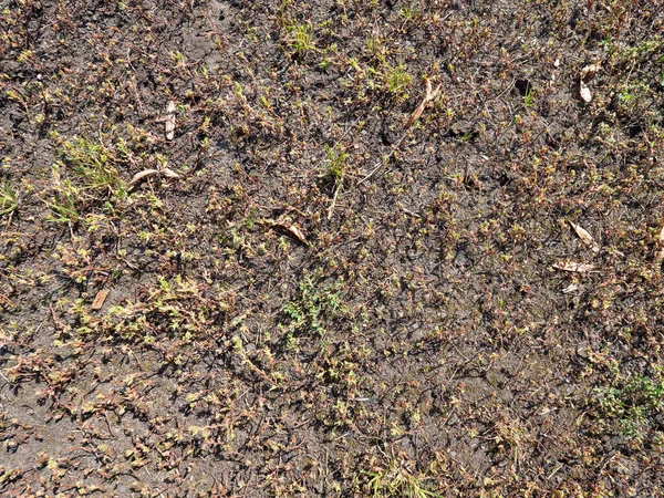 乾いた草で地面を乾かします 実際の生態系の問題 環境概念 — ストック写真